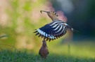 im Garten