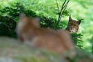 Luchs...