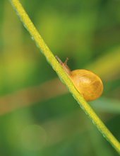 Bernsteinschnecke