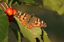 Im Kirschbaum