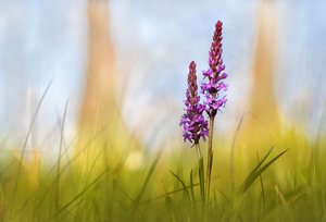 Auf einer Wiese ...,