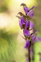 Spitzels Knabenkraut (Orchis spizelii)