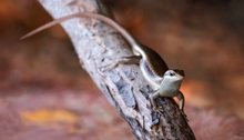 Der Seychellen-Skink 2
