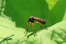 Raubfliege