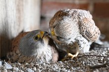 Falkenliebe