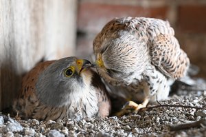 Falkenliebe
