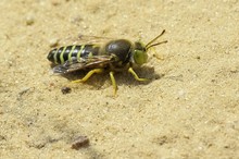 Kreiselwespe