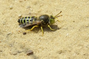 Kreiselwespe