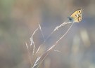 Coenonympha dorus '25
