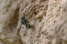 Schornsteinwespe mit Beute (Odynerus spinipes)