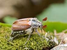 Waldmaikäfer