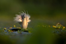 Gefiederpracht