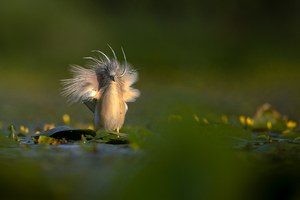 Gefiederpracht