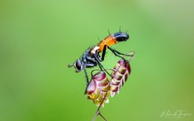 Raupenfliege (Cylindromyia bicolor)