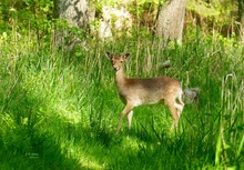 Damhirsch