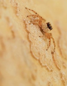 Junge Springspinne (Menemerus semilimbatus, Weibchen) '25
