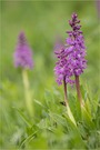 Prächtiges Knabenkraut (Orchis mascula ssp speciosa)