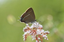 Kleiner Schlehenzipfelfalter