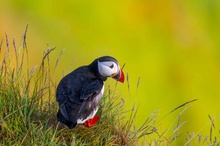 Papageientaucher
