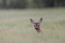 Reh im Regen