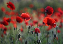 Mohn