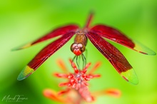 Rotbrauner Waldgeist (Neurothemis fulvia)