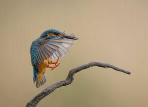 Eisvogel