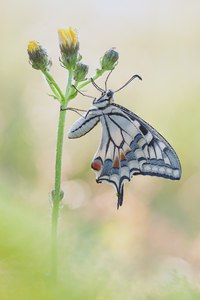 Schwalbenschwanz im Morgenlicht
