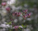 Türkenbundlilie im Wald
