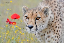 Gepard