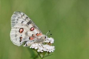 Roter Apollo