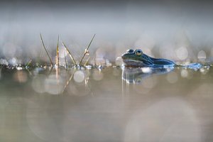 _____Teichfrosch__________