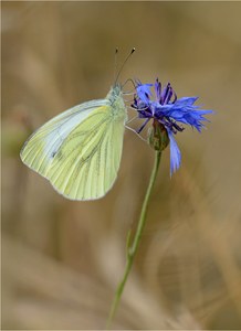 An der Kornblume