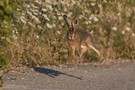 Der Hase