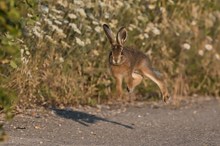 Der Hase