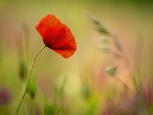 Mohn und Wachtelweizen