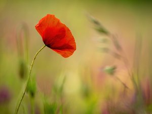 Mohn und Wachtelweizen