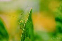 Punktierte Zartschrecke (Leptophyes punctatissima)