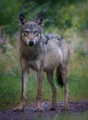 Mein erstes Wolfsfoto