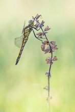 Kleiner Blaupfeil (Female)