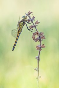 Kleiner Blaupfeil (Female)