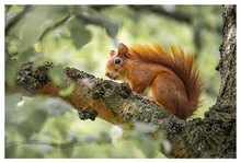 Eichhörnchen auf Parkbaum