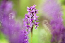 Im Orchideenwald