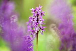 Im Orchideenwald