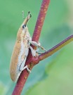 Rüsselkäfer (Lixus  acicularis)