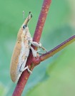Rüsselkäfer (Lixus ...?)