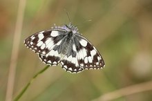 Wiesenansitz