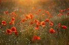 Sommerabend