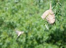 Baumaterial und Beutelmeise