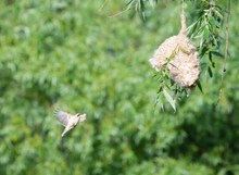 Baumaterial und Beutelmeise